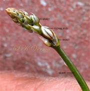  Inflorescence
